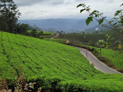 Munnar-Kolukkumalai-Tea Estate